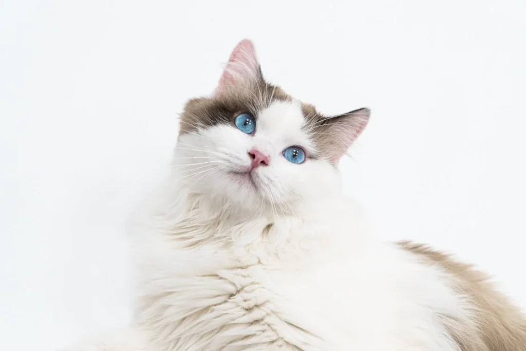 Can Ragdoll Cats Be Left Alone?