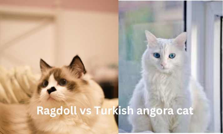 Ragdoll vs Turkish angora cat
