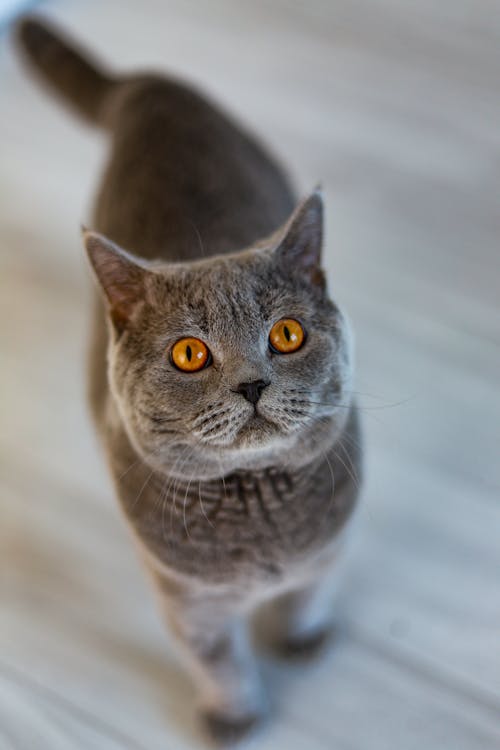 Are British Shorthair Cats Brachycephalic?