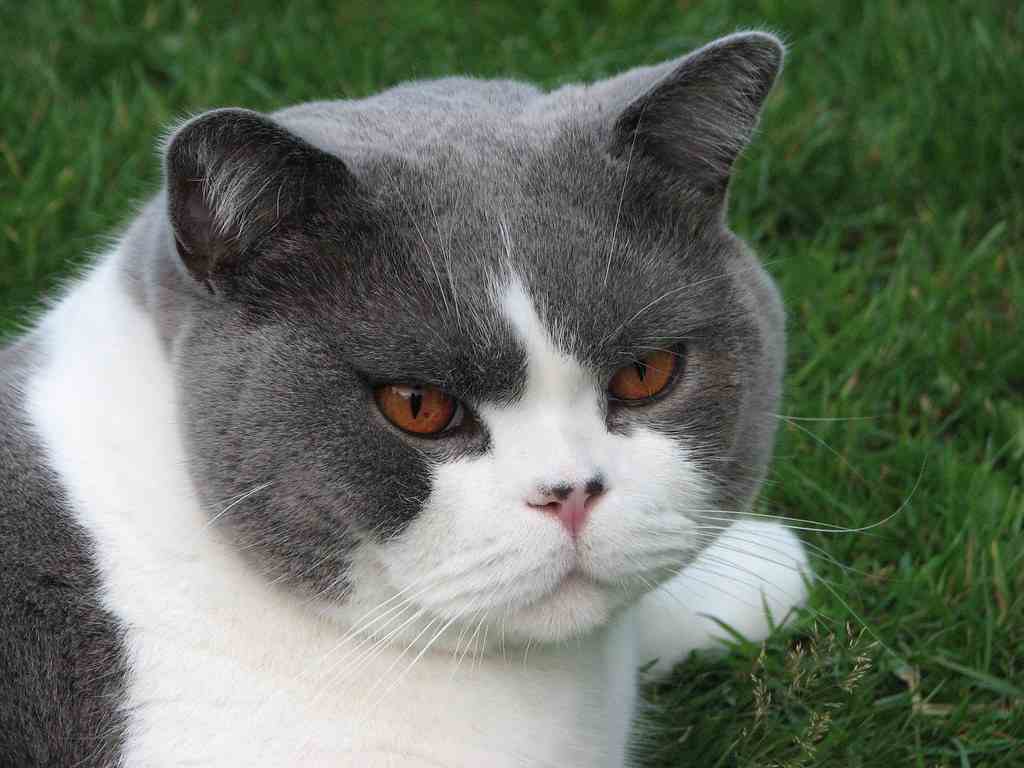 Do British Blue Kittens Eyes Change Colour?