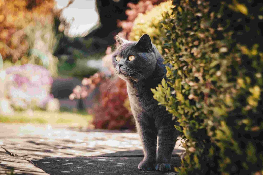 Are British Shorthair Cats Hypoallergenic?