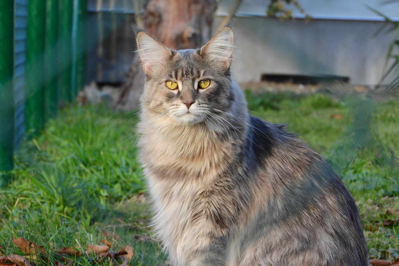 Do-All-Maine-Coon-Cats-Have-Ear-Tufts