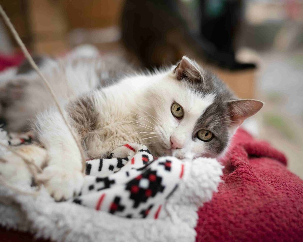 Do Ragdoll cats bond with one person?