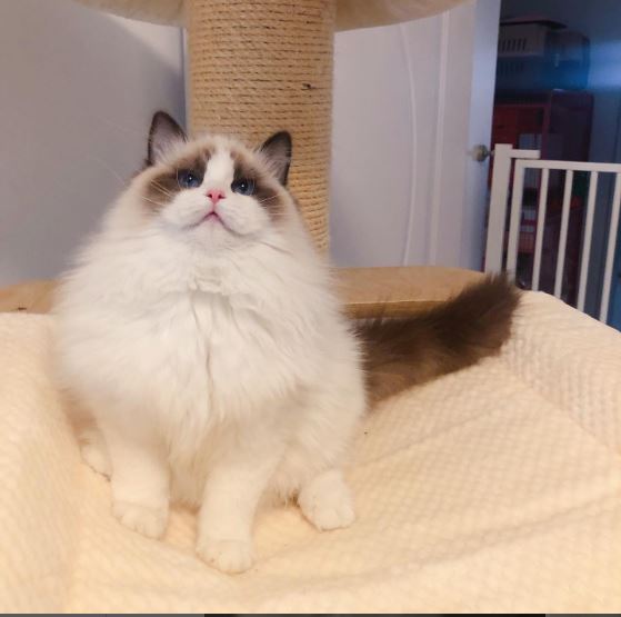 ragdoll cat