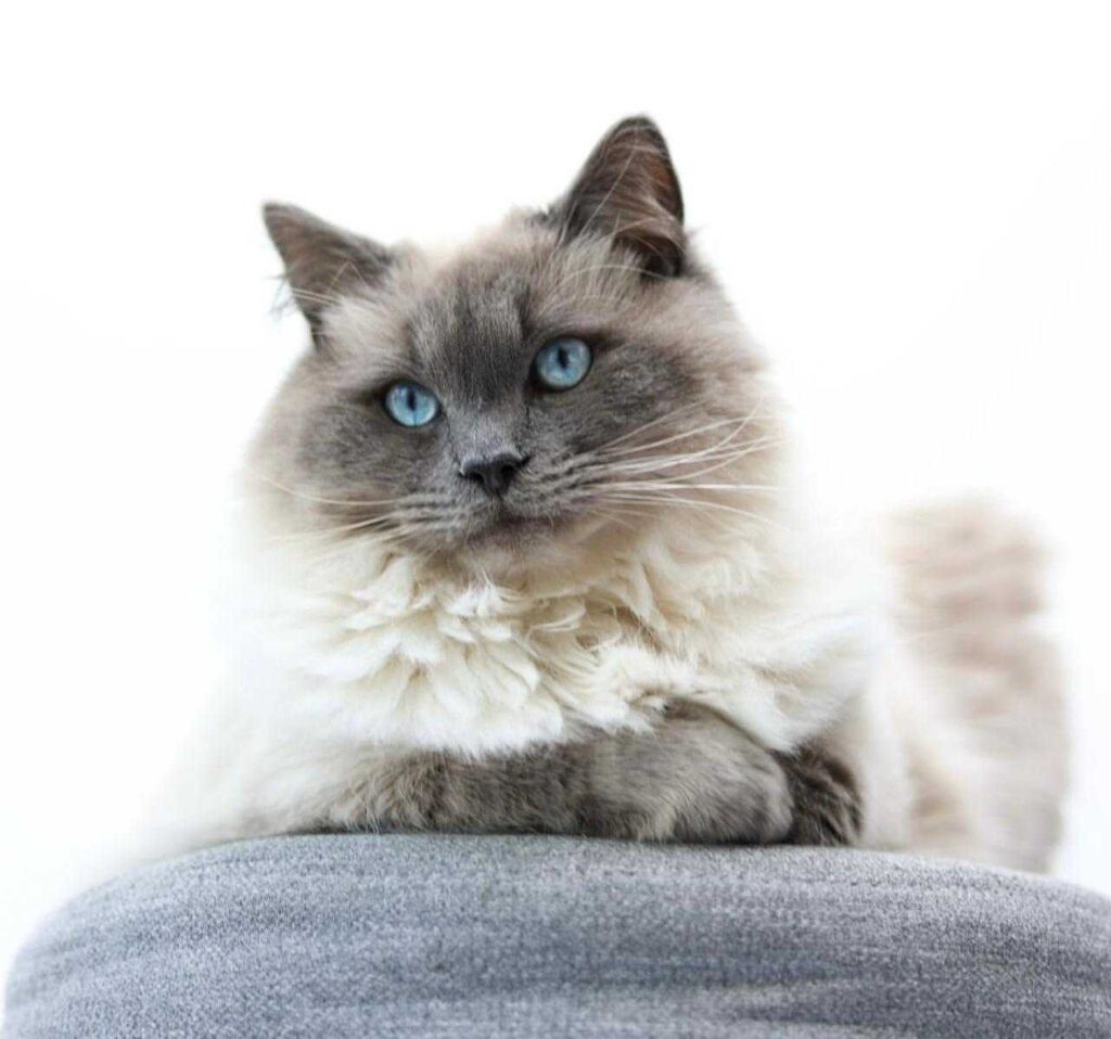 Sepia Bicolor Ragdoll