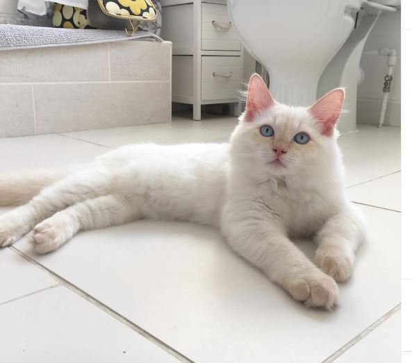 Cream Point Ragdoll Kitten