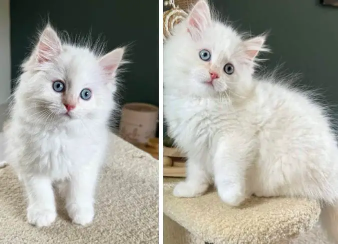 Cream Point Bicolor Ragdoll​