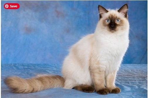 Cream point Ragdoll-Mitted