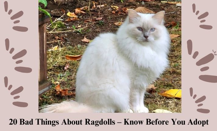 20 Bad Things About Ragdolls – Know Before You Adopt