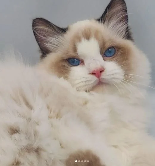 Chocolate Bicolor Ragdoll cat