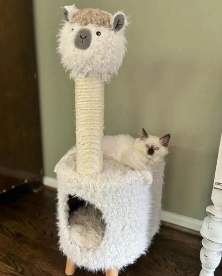 Chocolate Mitted Ragdoll cat