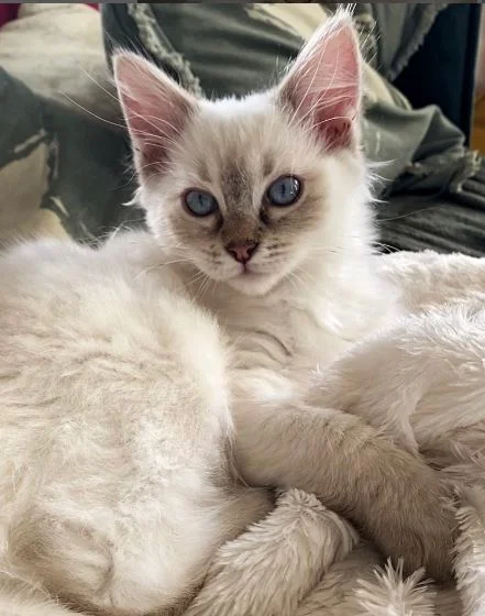 Chocolate Lynx Ragdoll cat