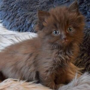 A Complete Guide to Chocolate Ragdoll Cat & Kittens - Ragdoll cute