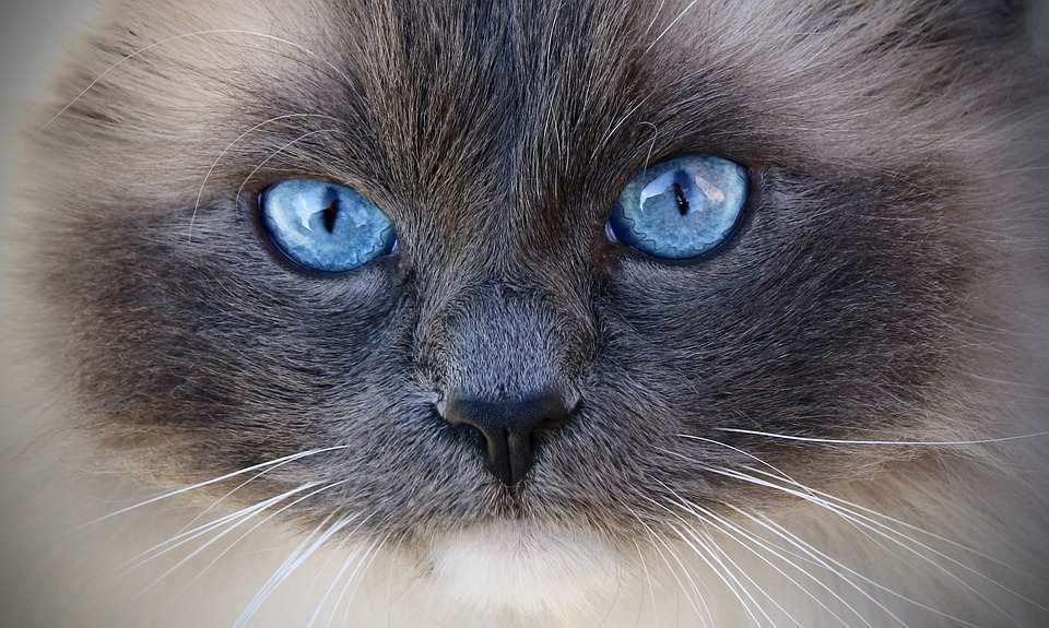 Do All Ragdoll Cats Have Blue Eyes?