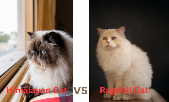 Himalayan Cat vs Ragdoll Cat