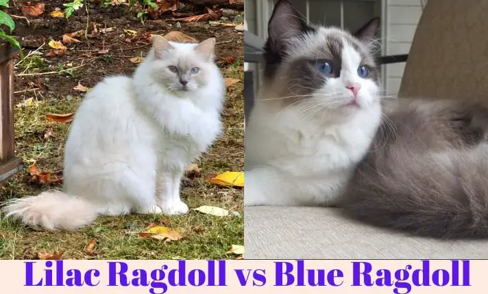 Lilac Ragdoll vs Blue Ragdoll