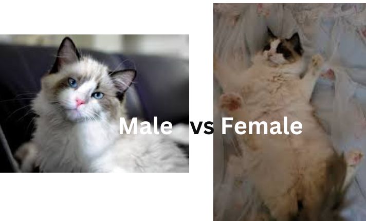 Male vs Female Ragdoll Cats