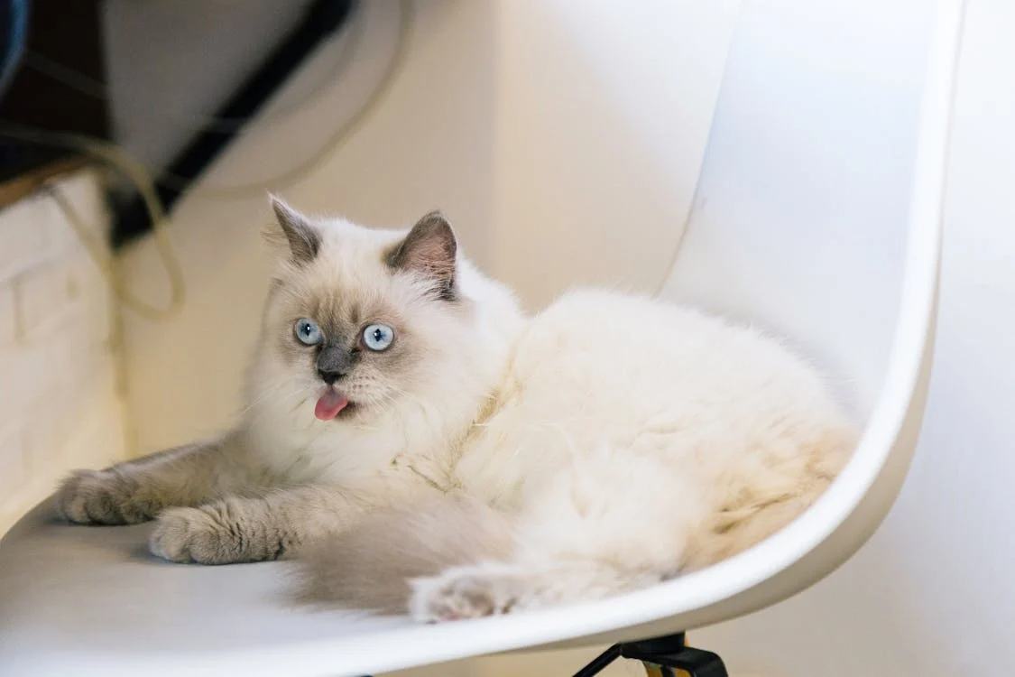 Are ragdoll cats lazy?