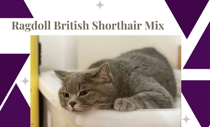 Ragdoll British Shorthair Mix: Everything Explained!