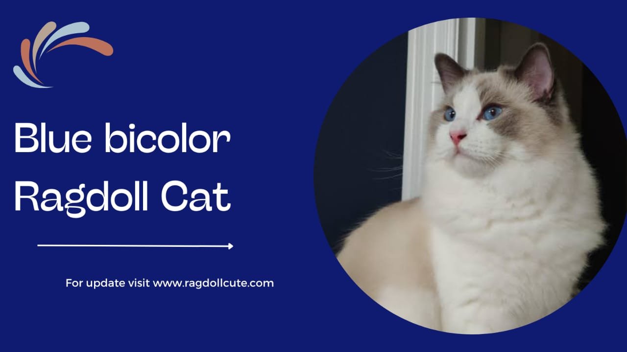 Blue Bicolor Ragdoll Cat