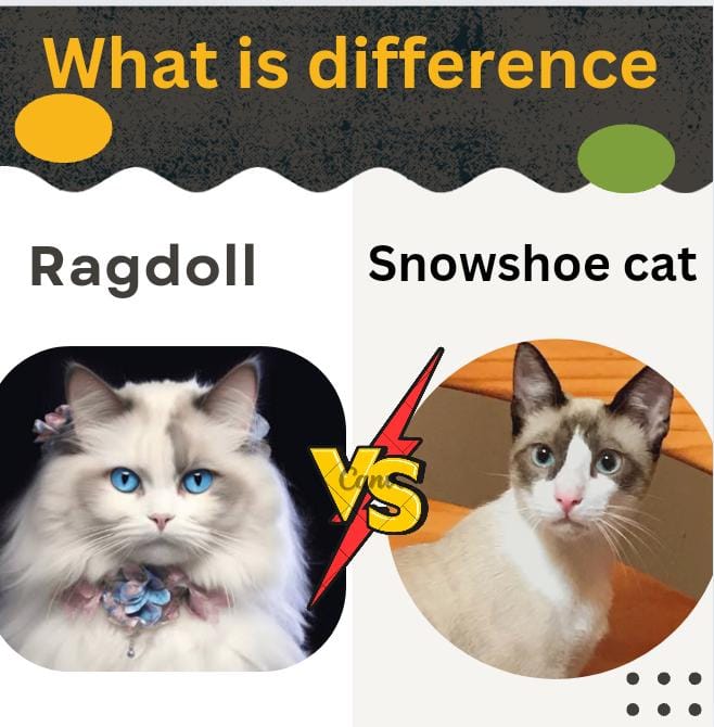 Ragdoll vs Snowshoe Cat