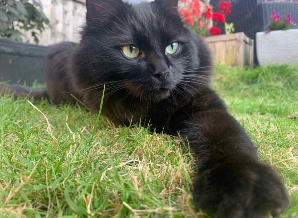 Black Ragdoll Cat