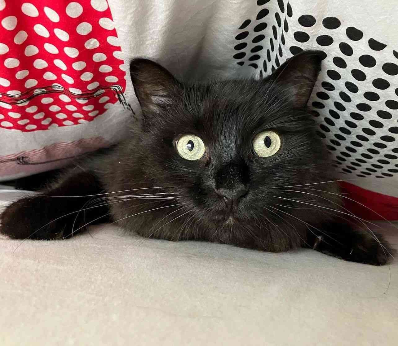 Black Ragdoll Cat: The Ultimate Guide to a Rare Beauty! - Ragdoll cute