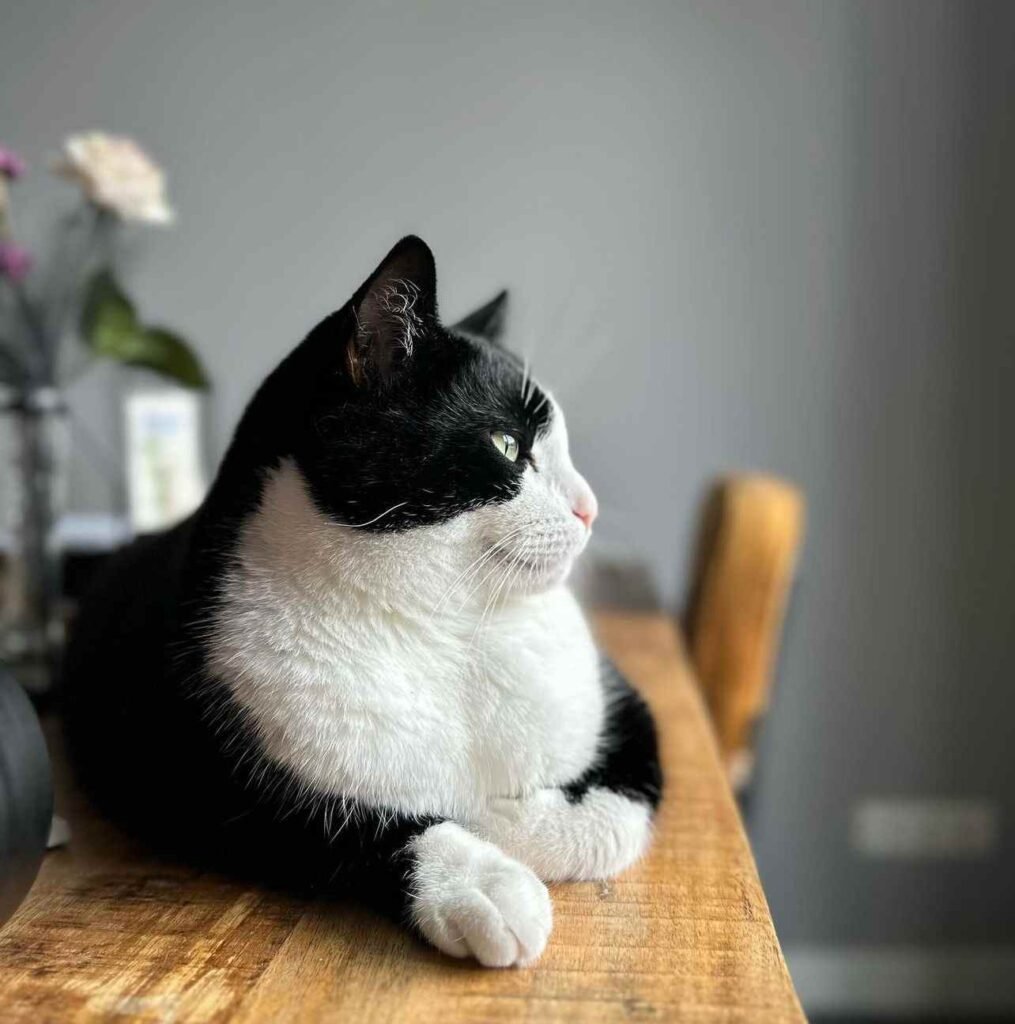 Black and white Ragdoll cat