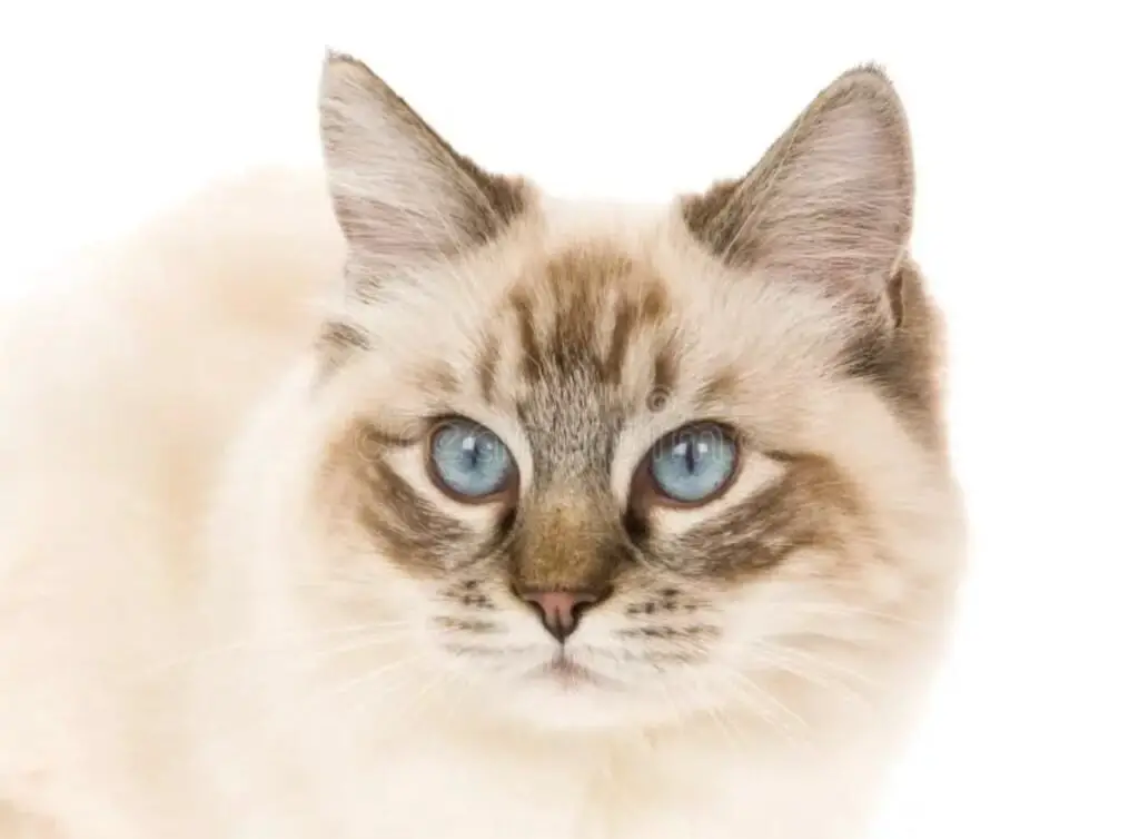 Cream Lynx Point Ragdoll