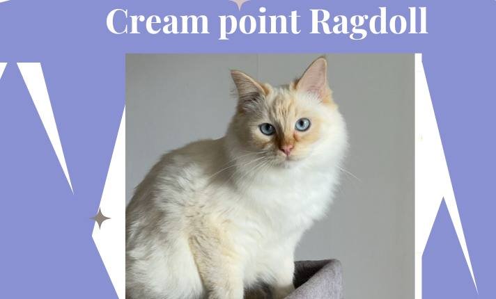 Cream Point Ragdoll