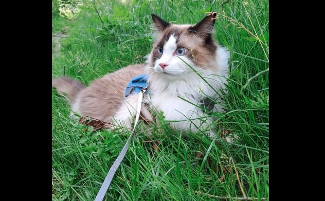blue point ragdoll