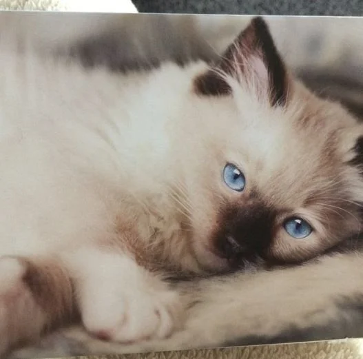 Chocolate Point Ragdoll cat