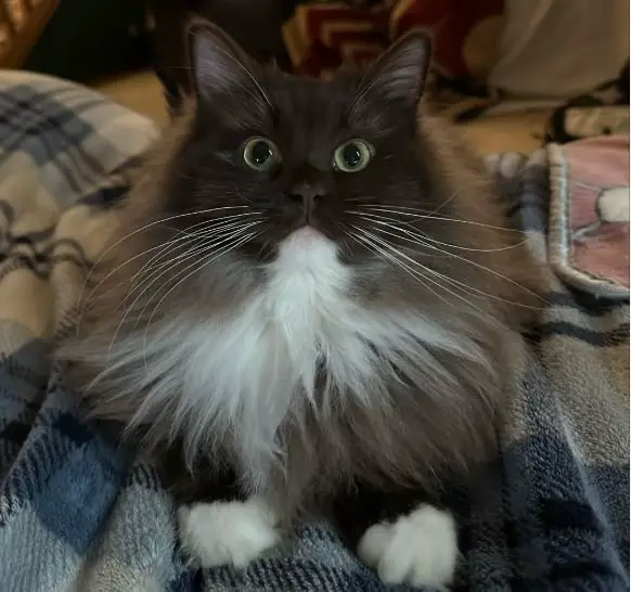 Chocolate Ragdoll Cat