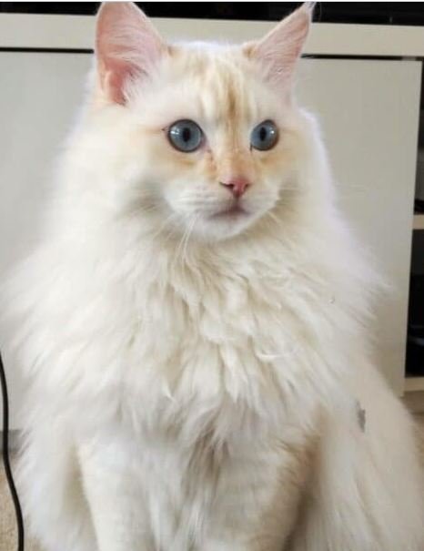 cream point ragdoll cat