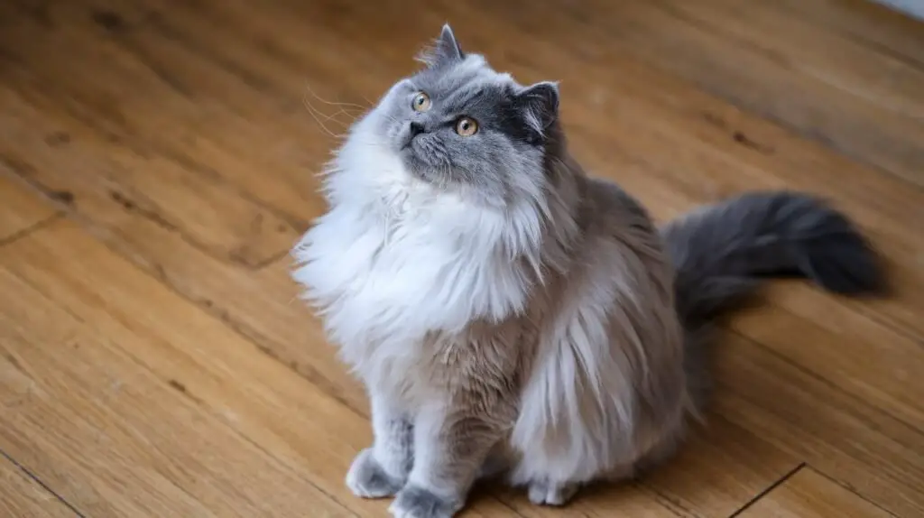 grey ragdoll cat