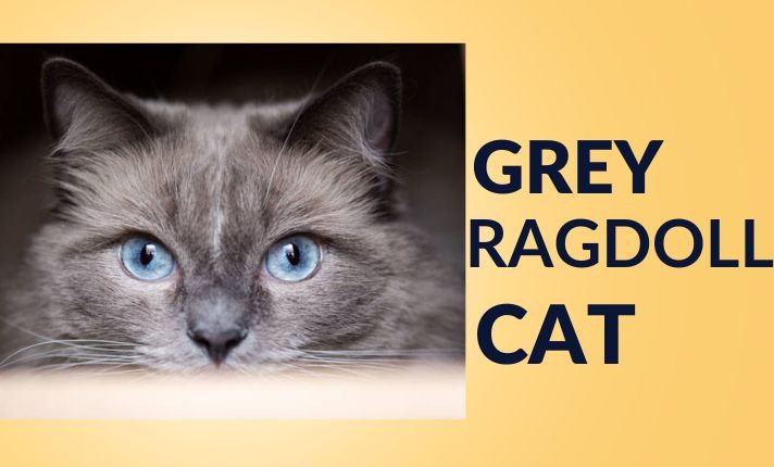 Grey Ragdoll Cat