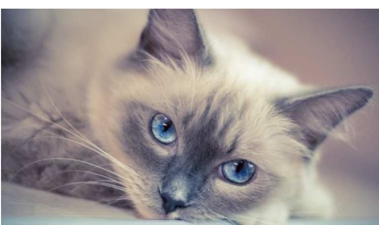 Grey Ragdoll Kitten