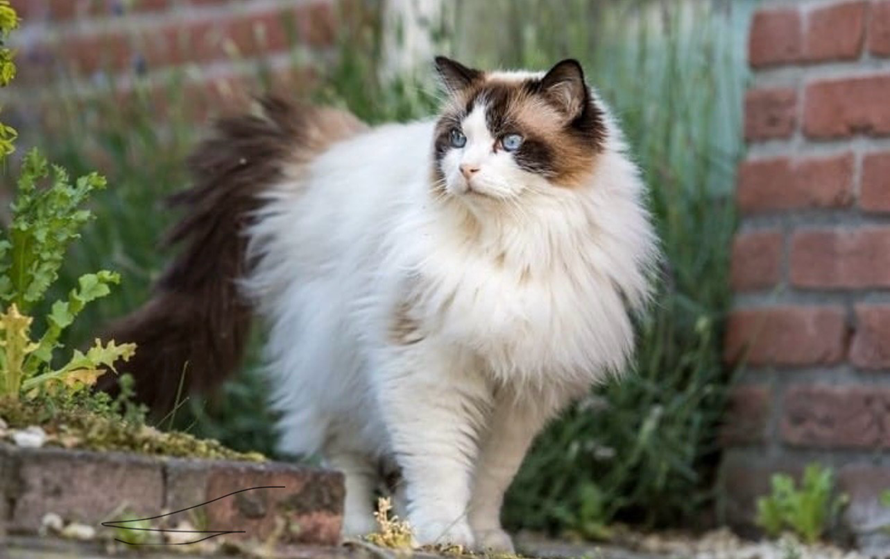 Persian Ragdoll Cat