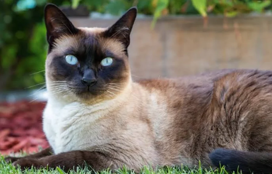 Siamese Ragdoll mix