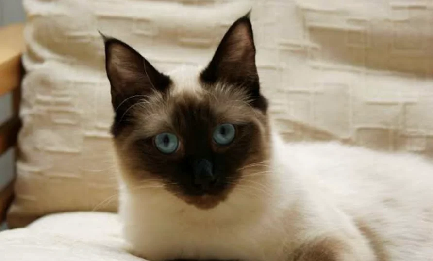 Siamese Ragdoll mix