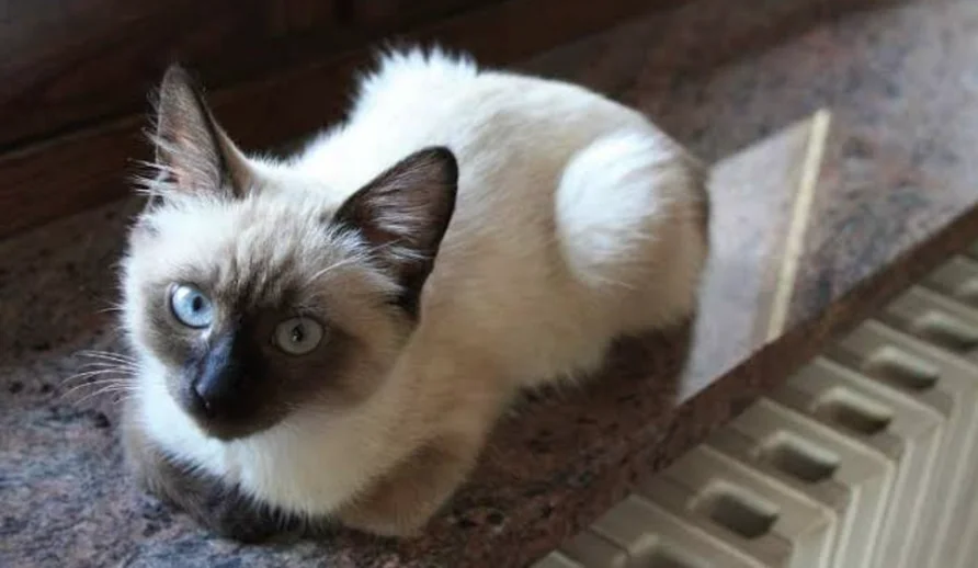 Siamese Ragdoll mix