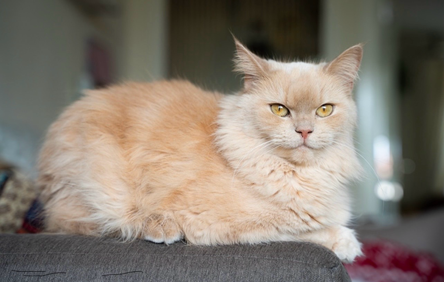 Persian Ragdoll Cat Mix