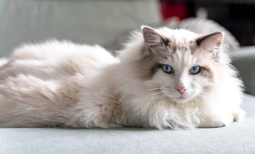 Persian Ragdoll Mix Cat