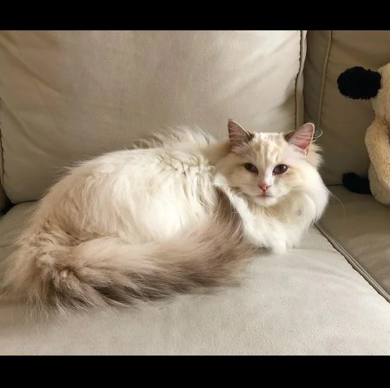 Chocolate Lynx Bicolor Ragdoll