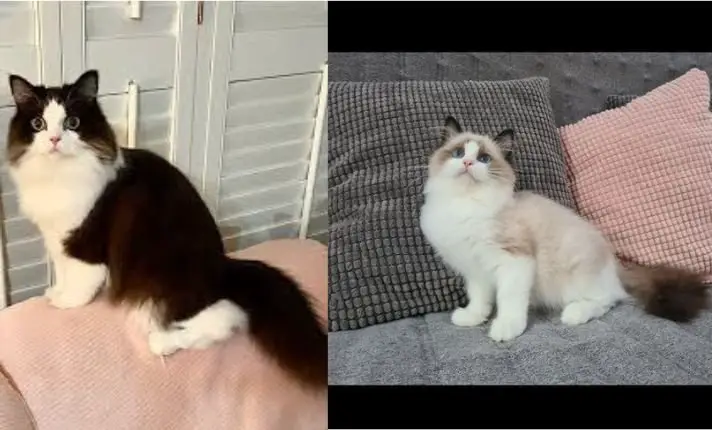 Ragamuffin vs Ragdoll