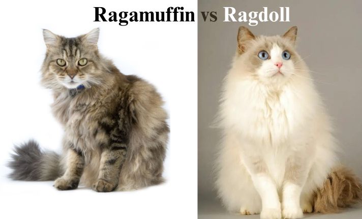 Ragamuffin vs Ragdoll