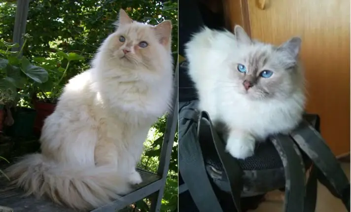 Ragamuffin vs Ragdoll