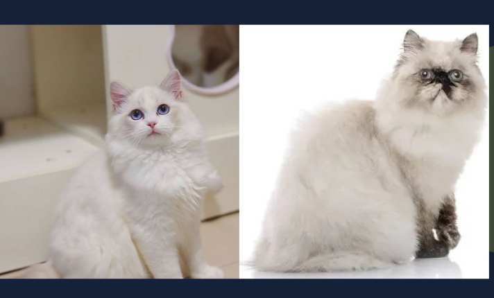 Himalayan vs Ragdoll