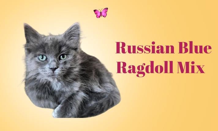 Russian Blue Ragdoll Mix