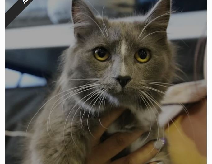 Russian Blue Ragdoll mix